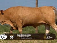 Lote 33