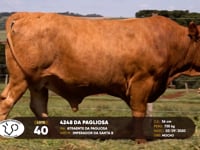Lote 40