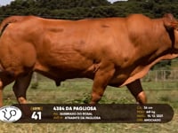 Lote 41