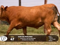 Lote 47