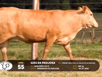 Lote 55