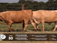 Lote 50