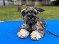 Min Schnauzer - Ebeneezer