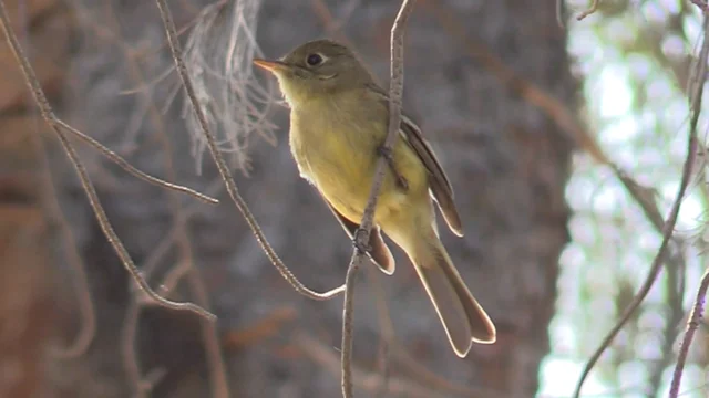 Great Crested Flycatcher Identification, All About Birds, Cornell Lab of  Ornithology