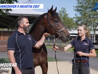 Vancouver X Helvetia 21 Colt - Promo