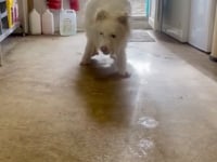 Charlie Video