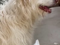 Charlie Video