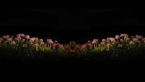 Night Flowers