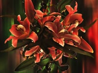 Distorted Lily