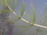 Newswise:Video Embedded album-showcases-the-daily-rhythms-of-pond-life
