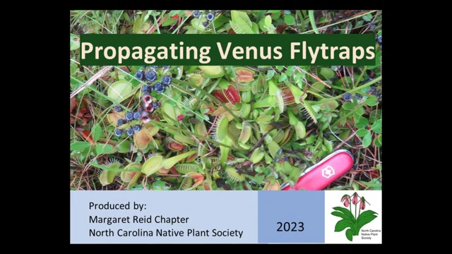 Venus Flytrap  National Wildlife Federation