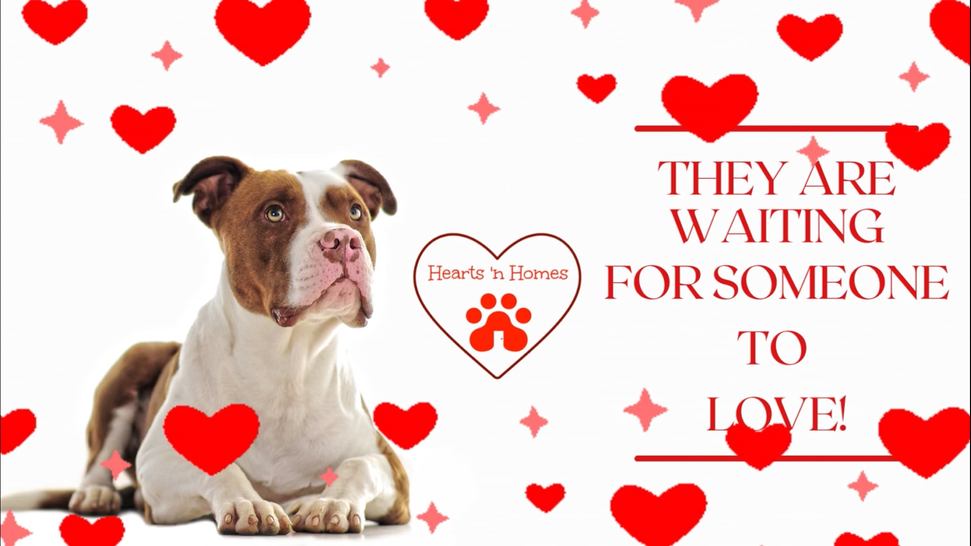 Barks of Love Animal Rescue - Home