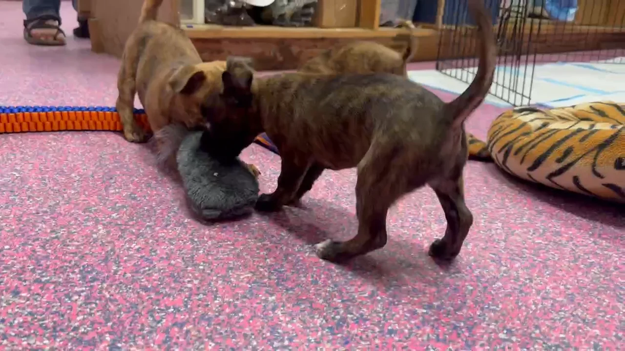 Puppies at The Pit Bull Pen