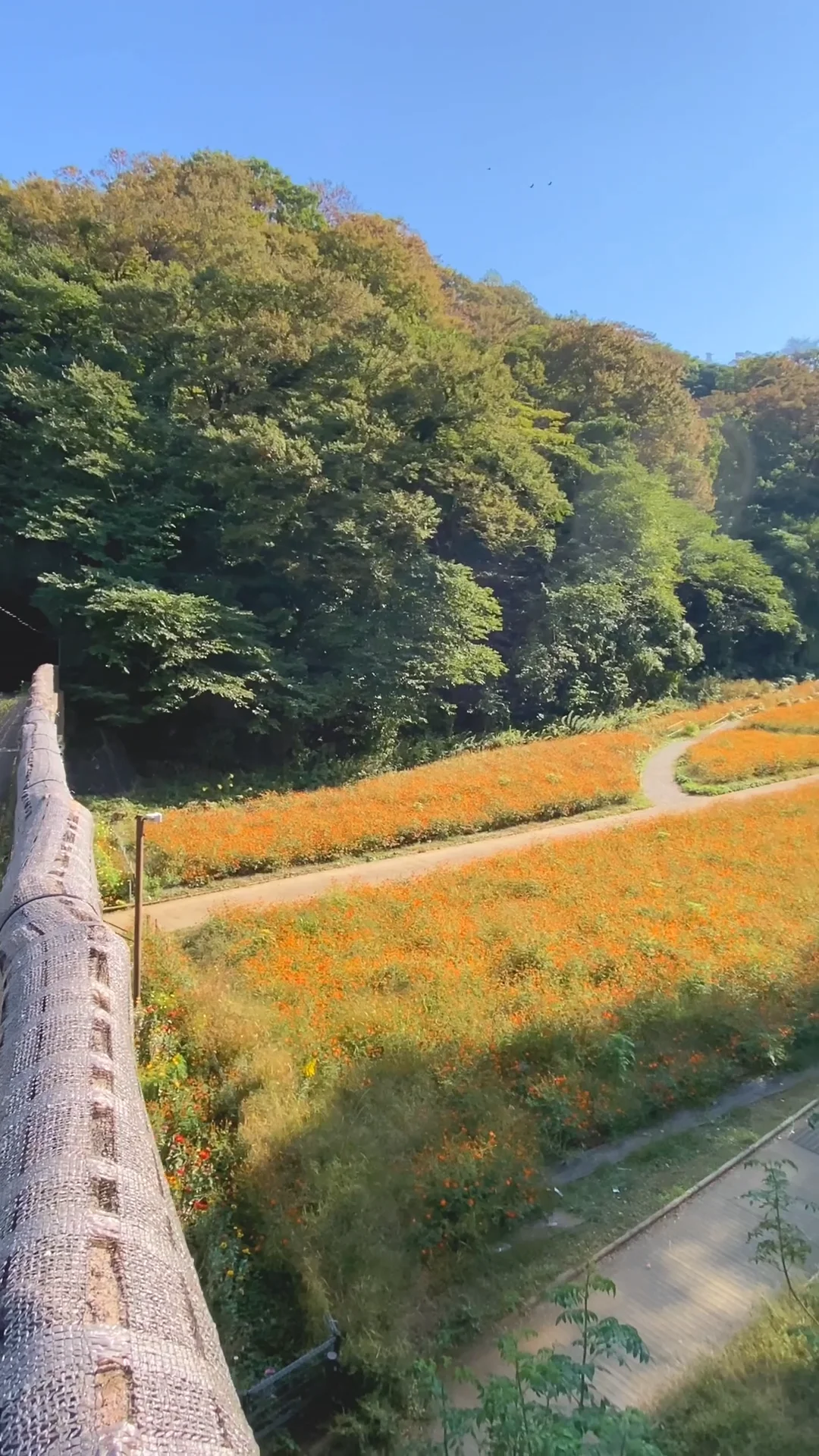 ぶらり散歩】360°コスモス！コスモス！コスモス！｜エアトラベラー