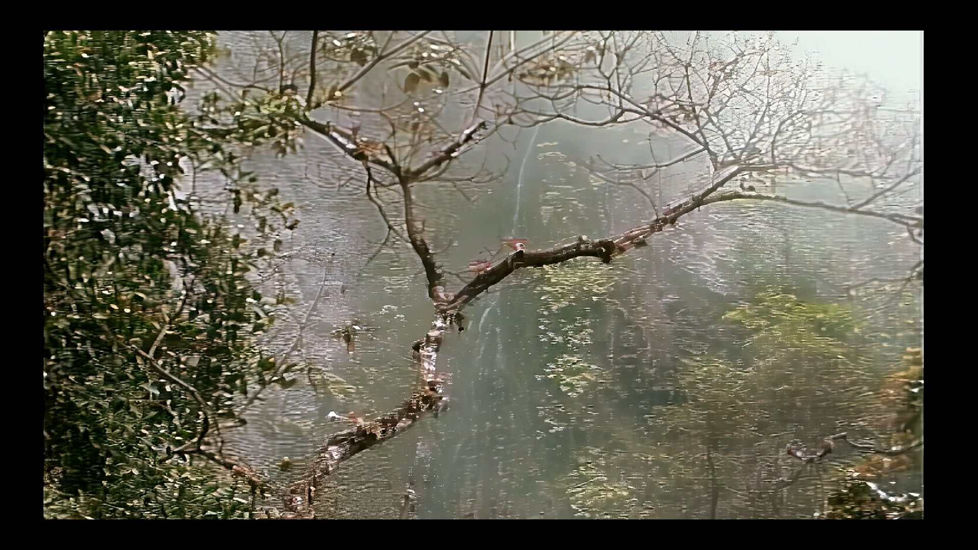 03 La Biodiversidad de los Bosques de Niebla