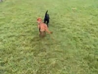 Molly Video