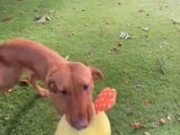 Molly Video