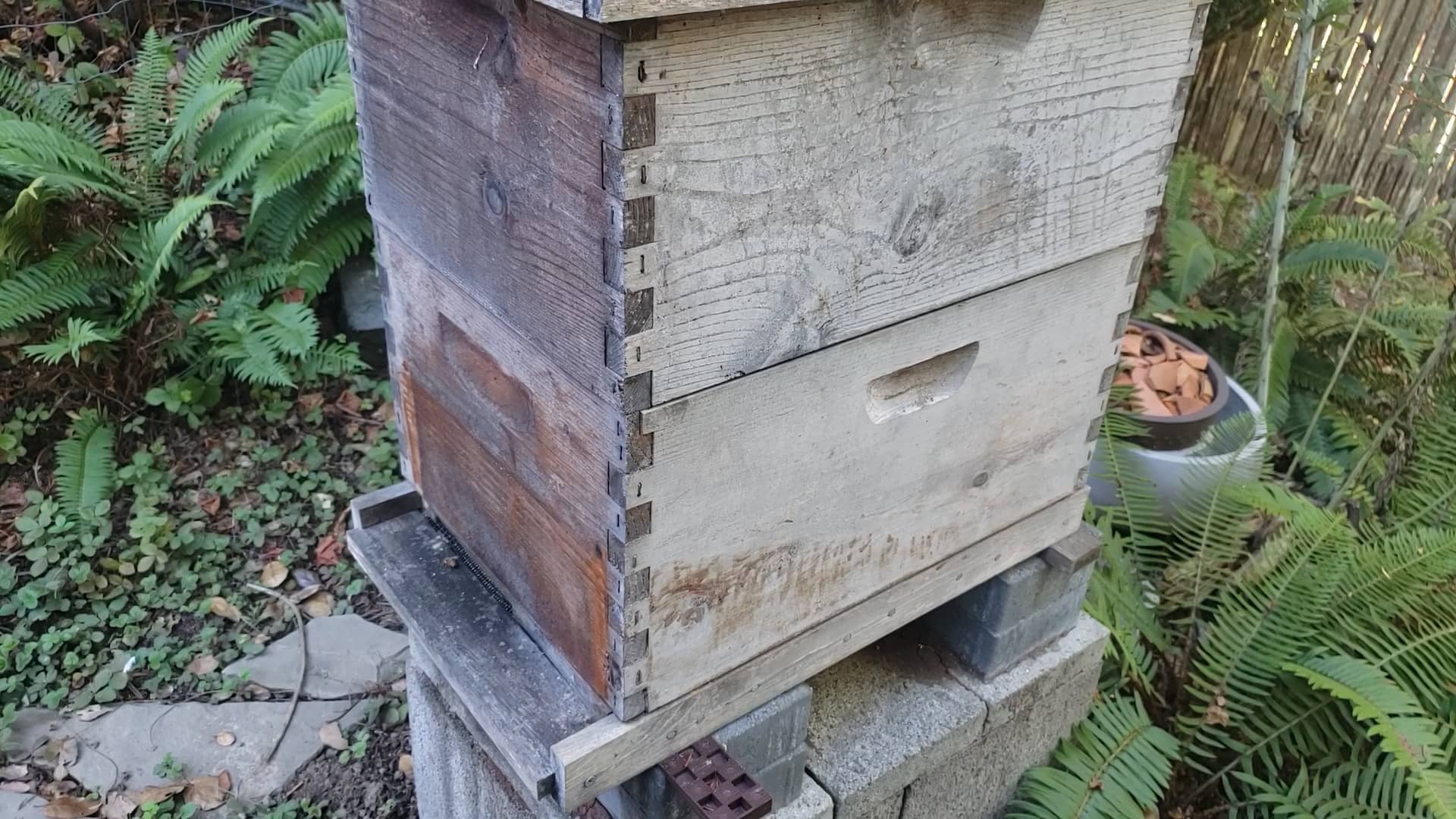 Honey Bees on 29 October 2023 in Mill Valley California on Vimeo