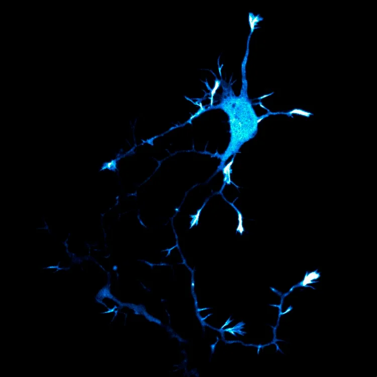 NeuronMovie on Vimeo