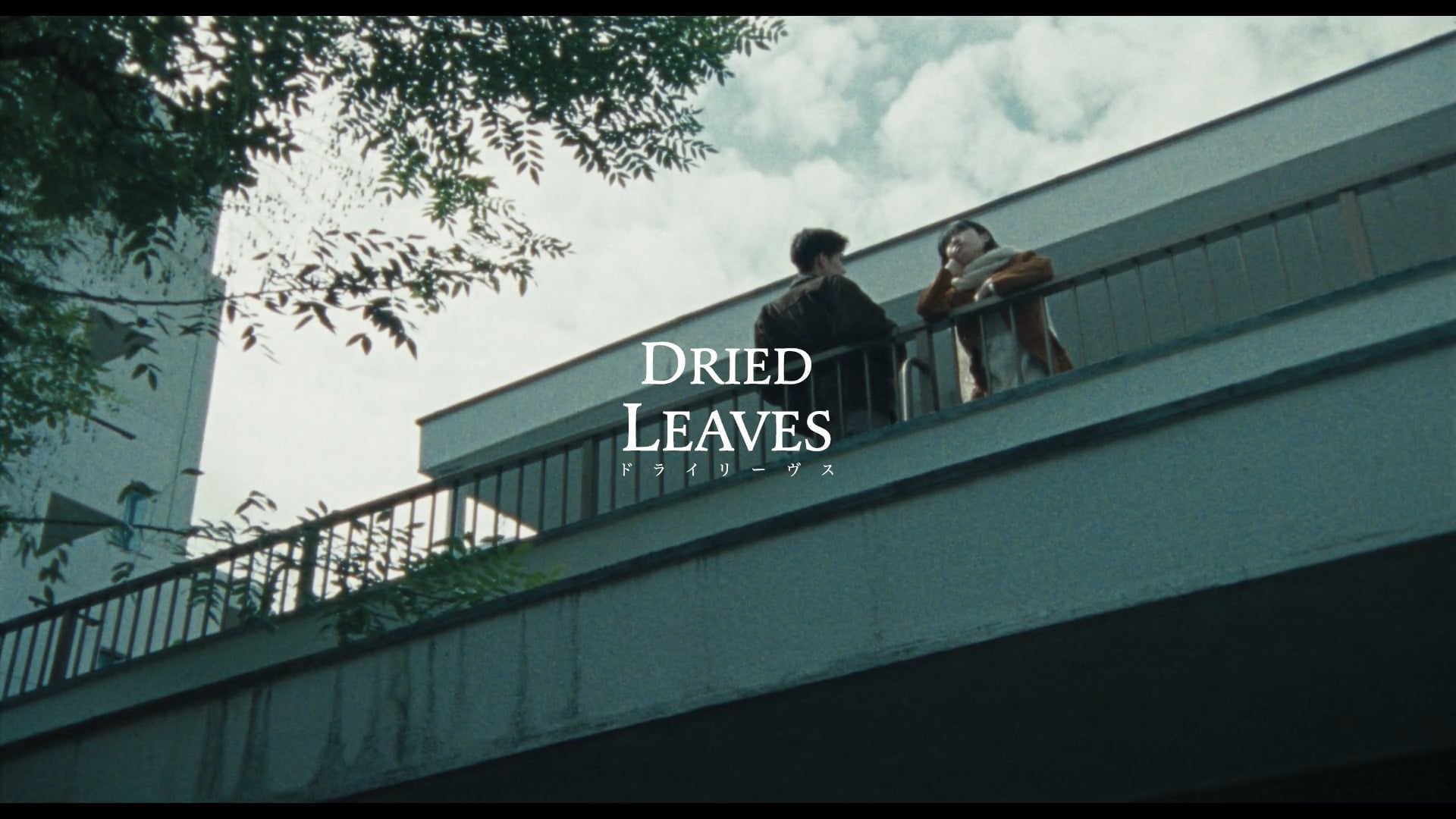 BRUTUS - DRIED LEAVES - 