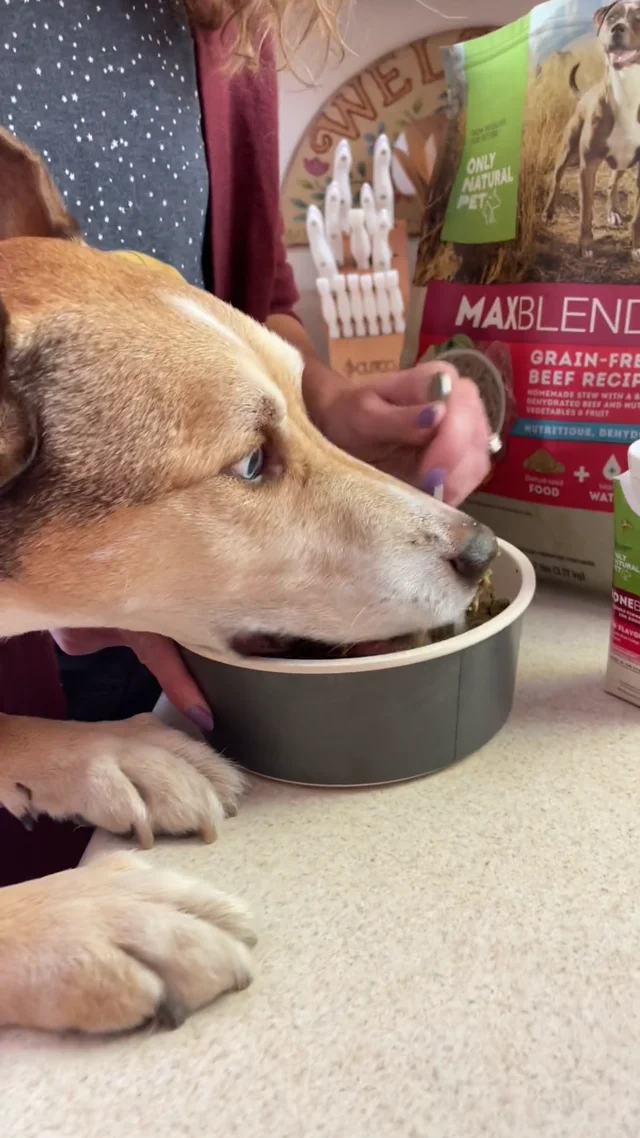 Home remedy for dehydrated dog hotsell