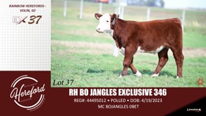 Lot #37 - RH BO JANGLES EXCLUSIVE 346