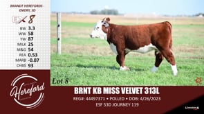 Lot #8 - BRNT KB MISS VELVET 313L