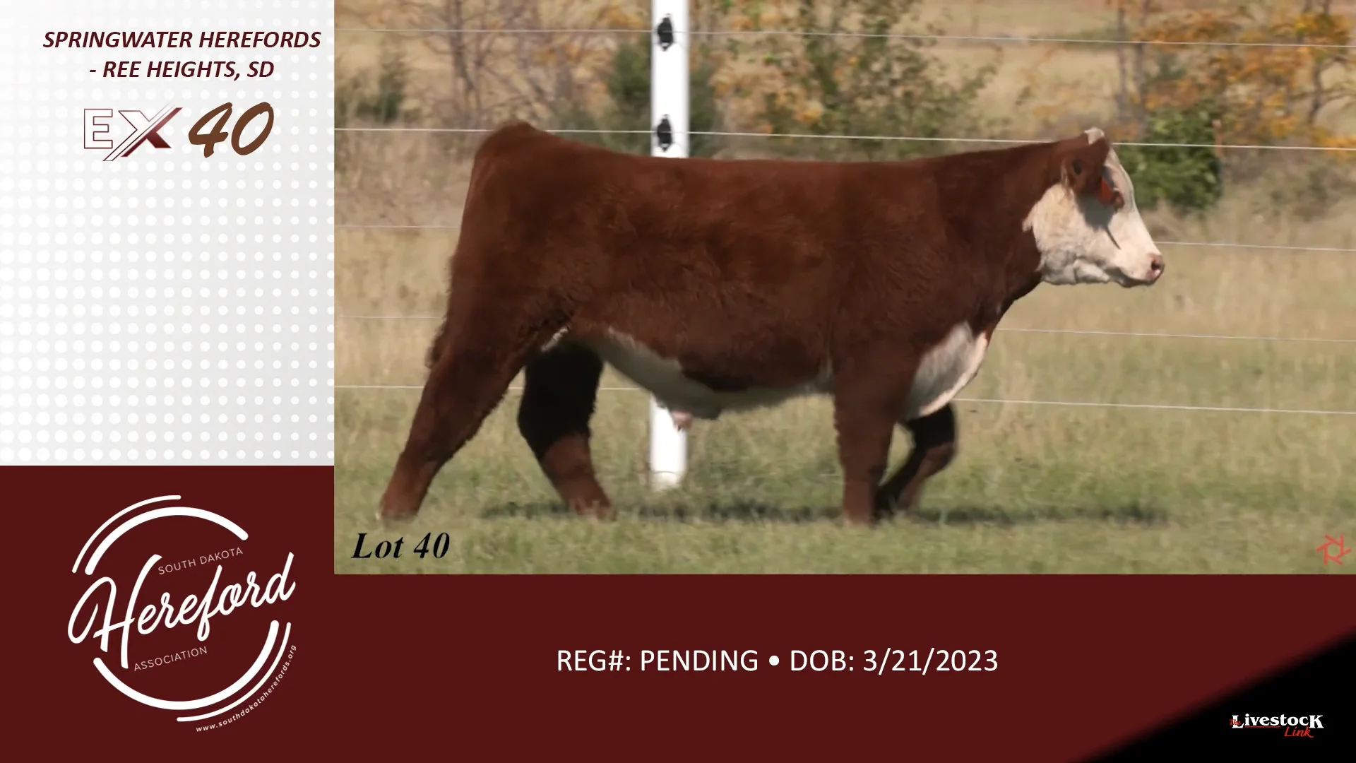 SDHA Excellence Sale Lot 40 on Vimeo