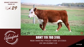 Lot #29 - BRNT 119 78D 310L