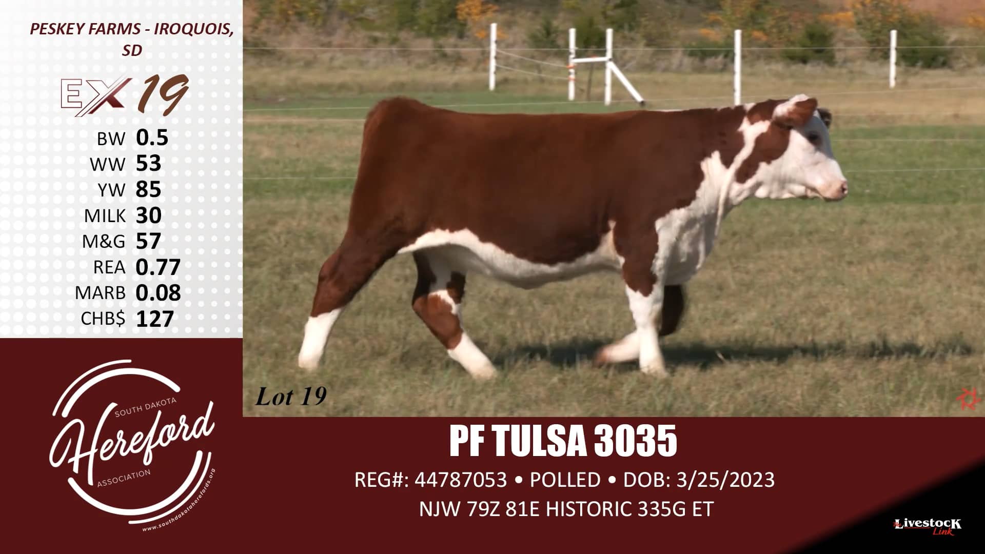 SDHA Excellence Sale Lot 19 on Vimeo