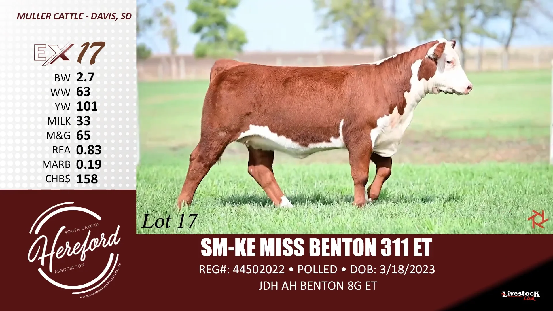 SDHA Excellence Sale Lot 17 on Vimeo