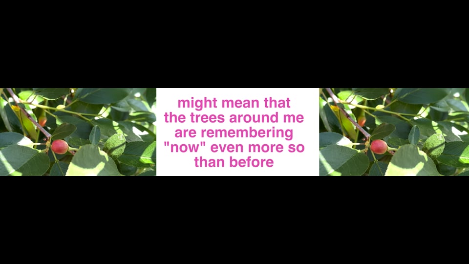 Memory Rituals [Part One]: Memory of Trees