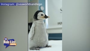 Sea World has a New Penguin