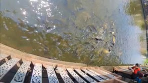 bangplee_fish.mp4