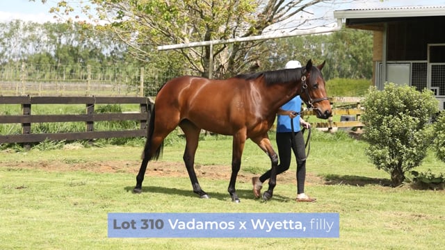 Lot 310