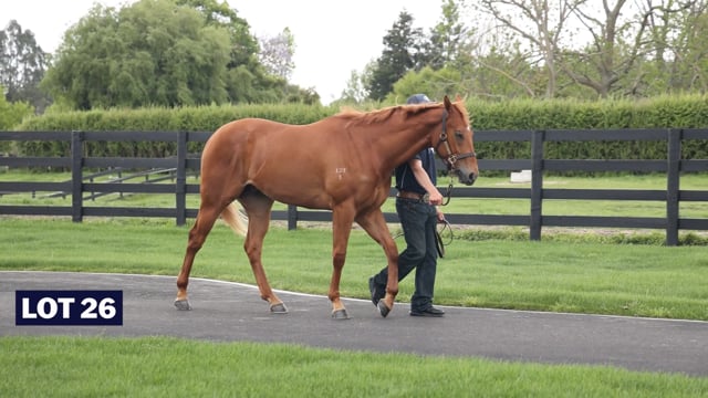 Lot 26