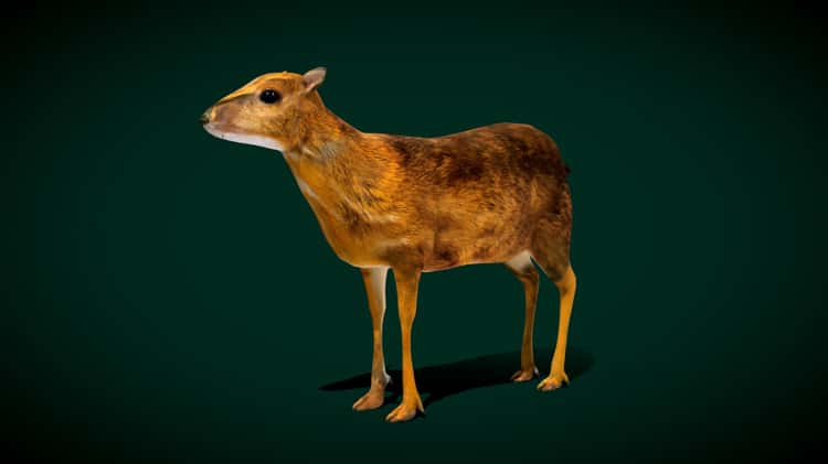 Fanged Mouse-Deer Chevrotain Animal 3D Model on Vimeo