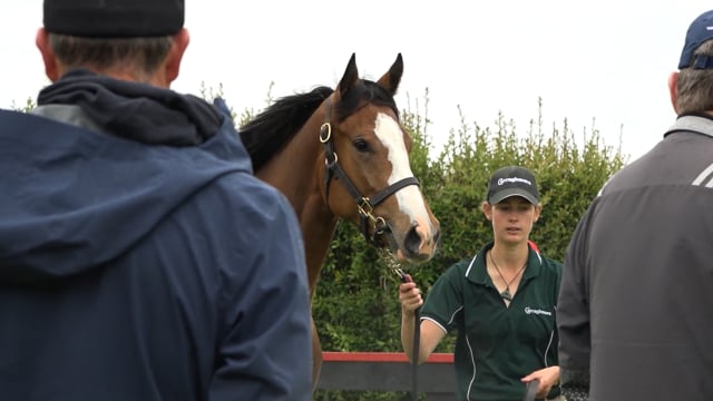 2023 Ready to Run Sale | Gordon Cunningham, Curraghmore