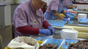 L'encariment de l'oli d'oliva repercuteix en la producció d'anxoves de l'escala