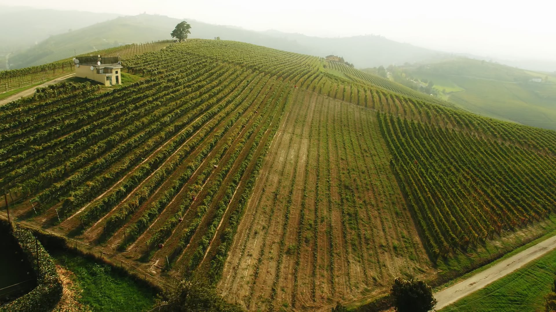 La vendemmia dal drone - The harvest from the drone