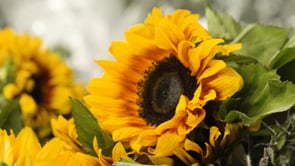 WFS I Website Banner #1