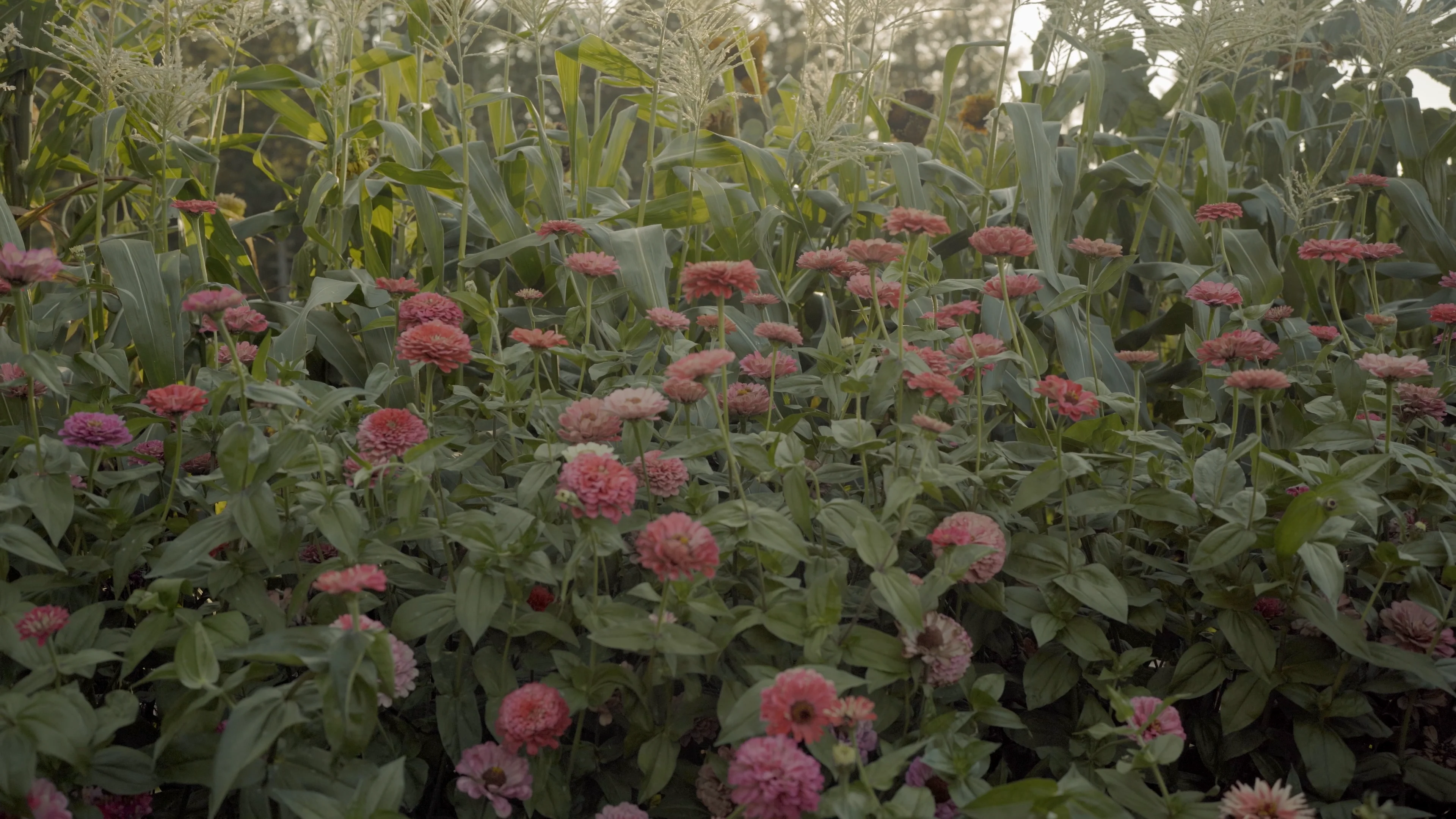 April Flowers HD on Vimeo