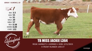 Lot #1 - TB MISS JACKIE L364