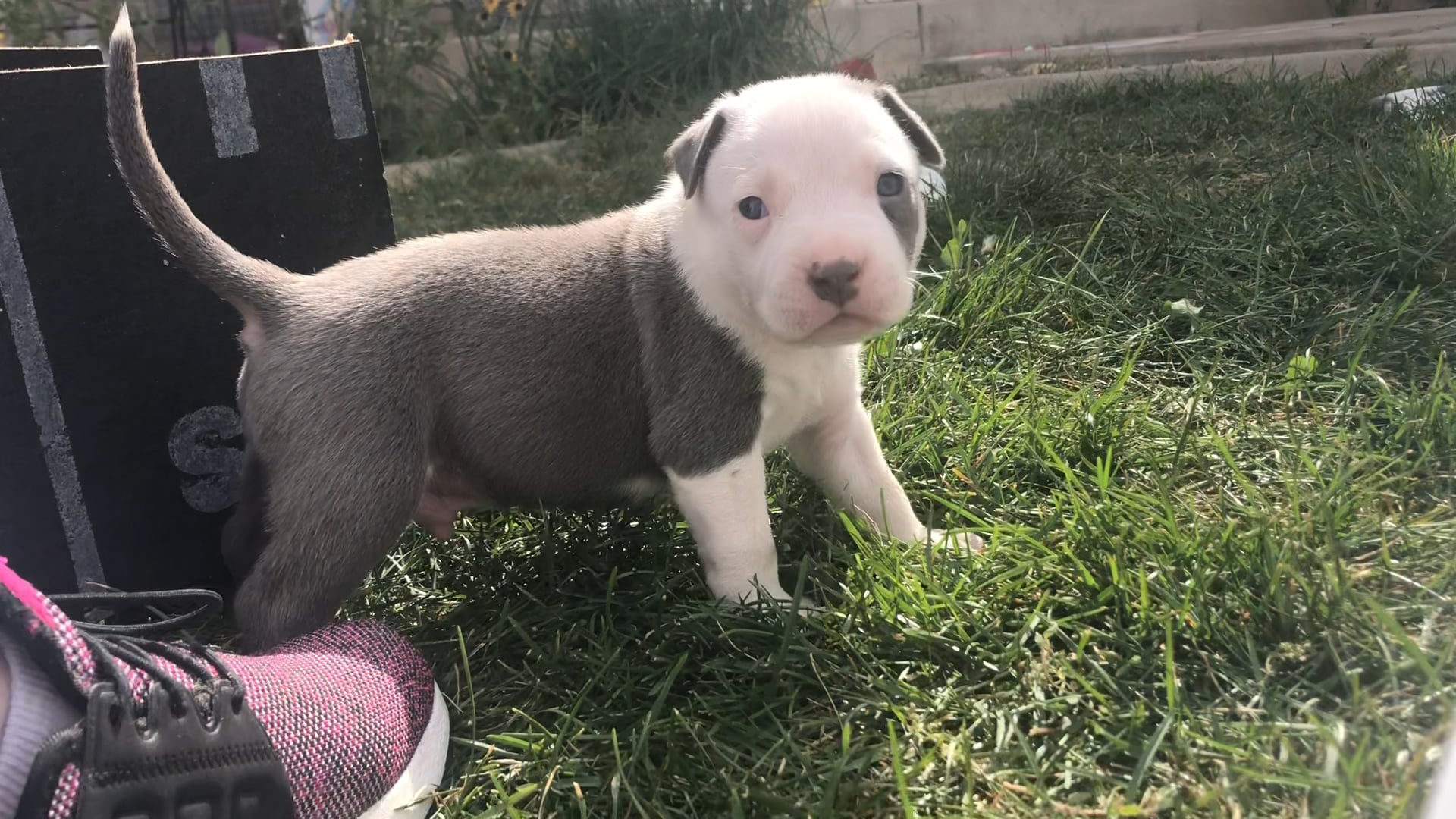 Pitbull puppies for sale deals near me