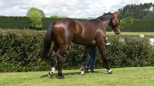 Lot 195