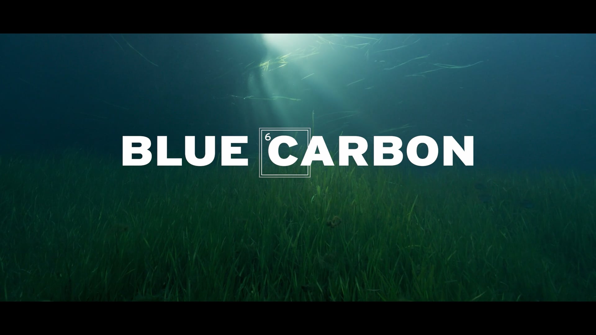 Blue Carbon | Feature