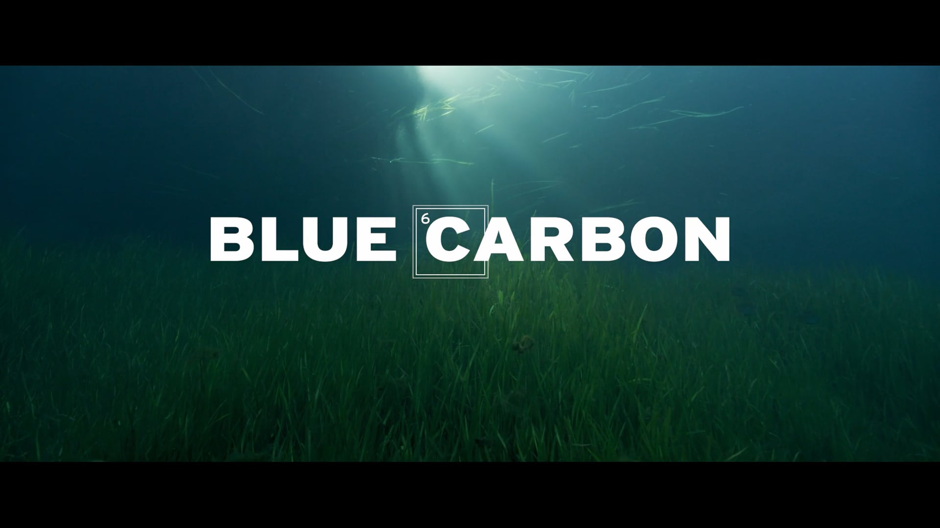 Blue Carbon | Feature