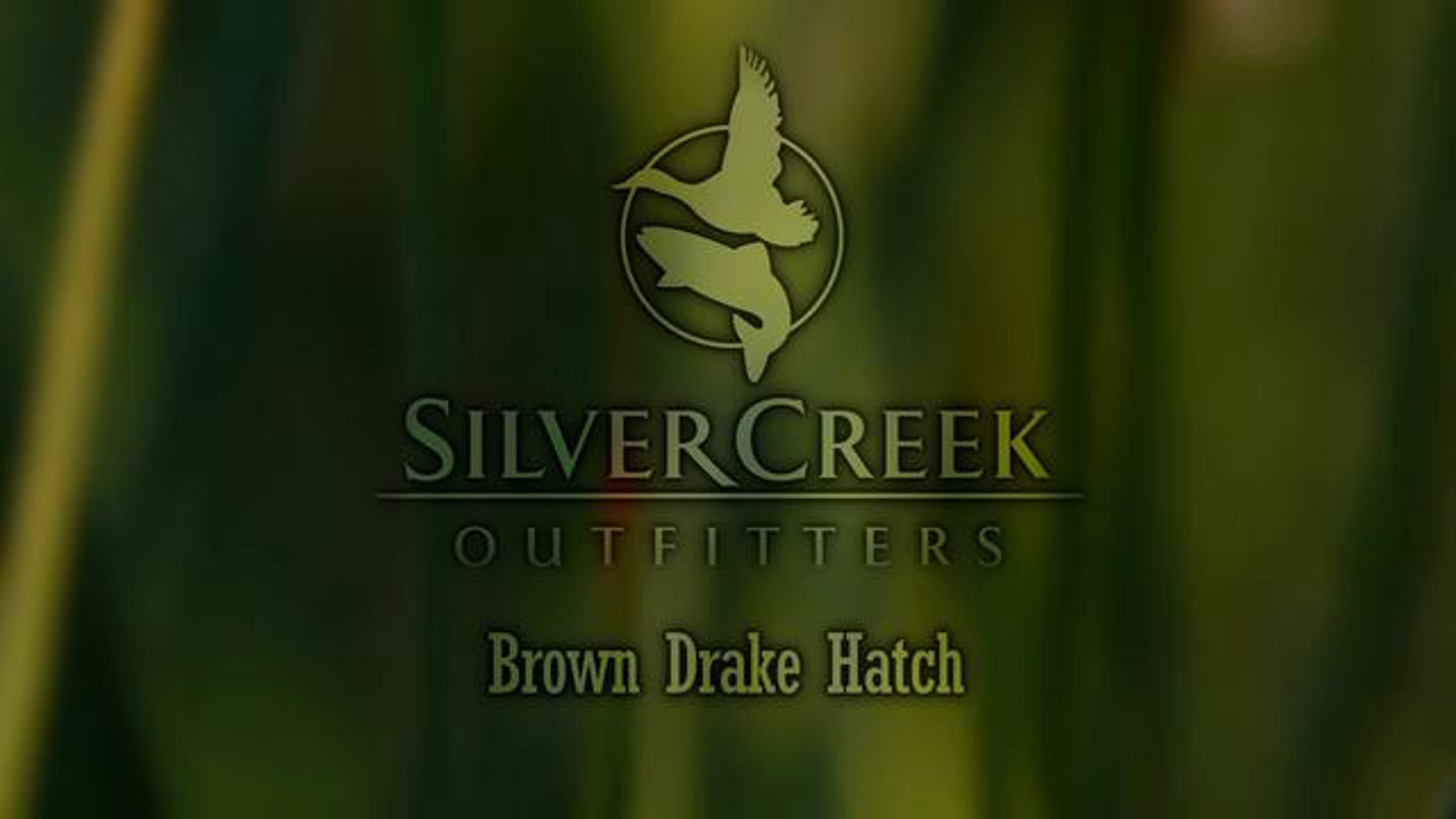 SCO - Brown Drake Hatch