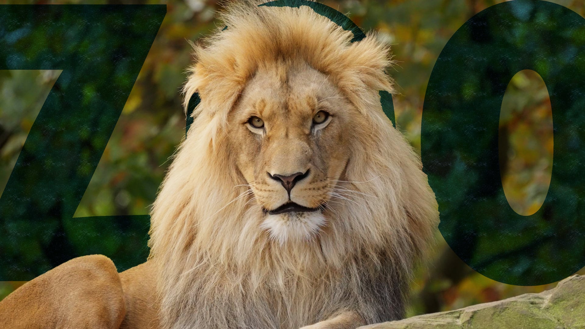 "Wild Life" Animals in Zoo Berlin | shot on Sony A7sⅢ