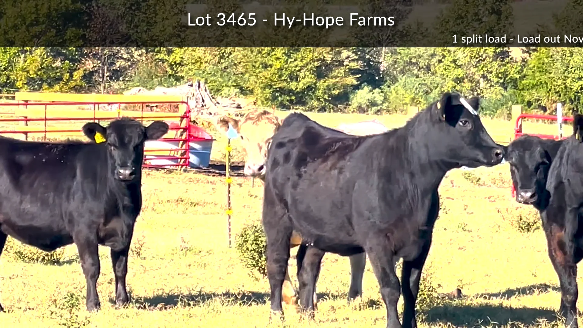 3465-Hy-Hope Farms on Vimeo